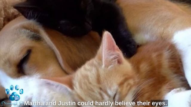 3 Kittens Tried to Comfort a Dog Who Had Lost Her Puppies смотреть онлайн