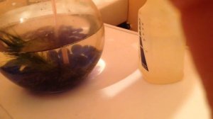 Как поменять воду в аквариуме, первые шаги начинающего аквариумиста.