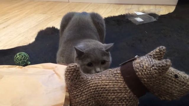 Дикий кот, британец смотреть онлайн