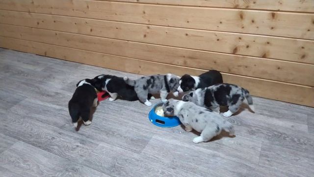 Щенки вельш корги кардиган смотреть онлайн