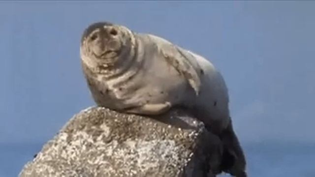 варяг смотреть онлайн