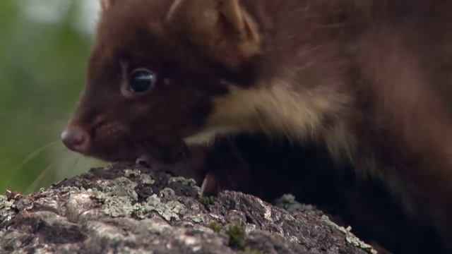 Куница лесная. Поведение молодых. European pine marten. The behavior of the young. смотреть онлайн