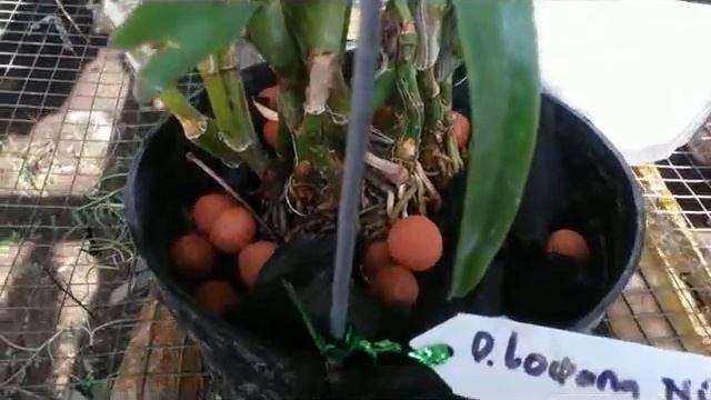 How I care for Dendrobium Primary Hybrid - Lowana nioka (D. canalicullatum x antennatum) смотреть онлайн