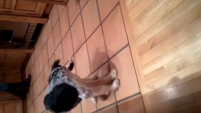 Ziggy Chases Tail смотреть онлайн
