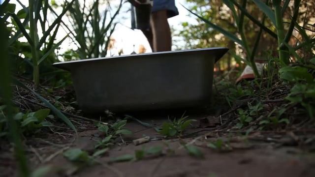 Secrets To Growing A Cottage Garden