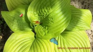 Хоста гибридная Тортилла Чип (hosta tortilla chip) ? обзор: как сажать, луковицы хосты Тортилла Чип