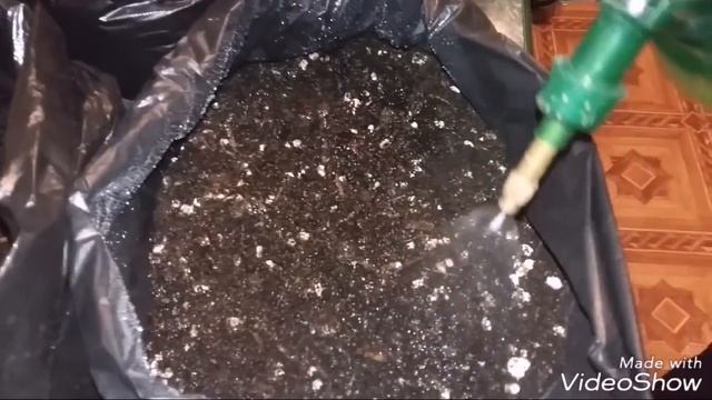 САЖАЕМ МИЦЕЛИЙ ШАМПИНЬОНОВ