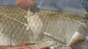 когда начинает клевать карась весной|советы ловля карася весной