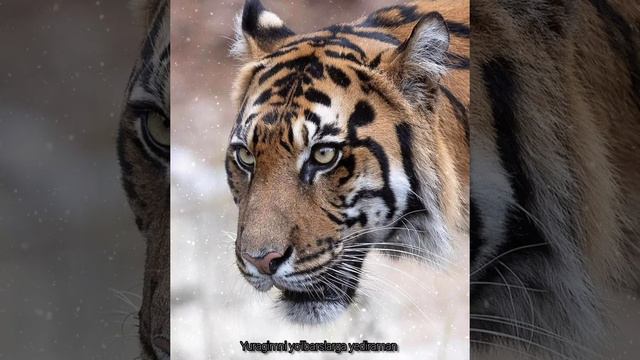 Jamshedbek Ashurmatov Yuragimni Yo'lbarslarga Yediraman