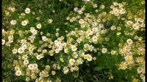 ФУТАЖИ ДЛЯ МОНТАЖА. Ромашки. Много ромашек.