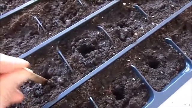 Пикировка Сельдерея "Диамант" смотреть онлайн