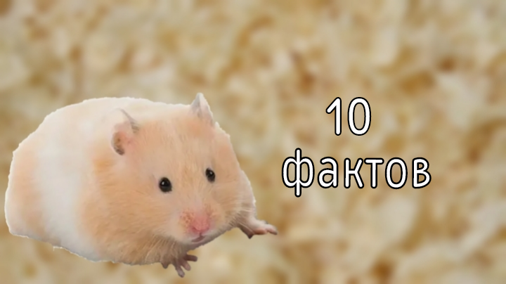 Интересные факты о сирийских хомяках смотреть онлайн