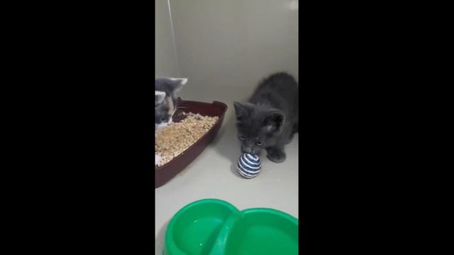 Смотрите как котенок встретил свою сестричку смотреть онлайн