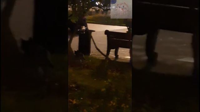 Кошки Гуляют сами с собой. смотреть онлайн