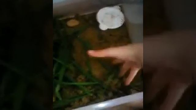 Уход за прыткой ящерицы часть 1 смотреть онлайн