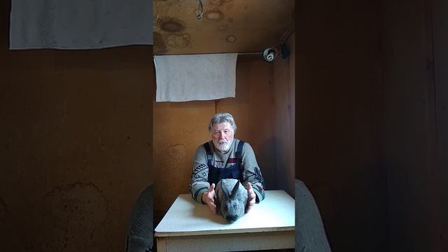 Определяем пол кролика смотреть онлайн