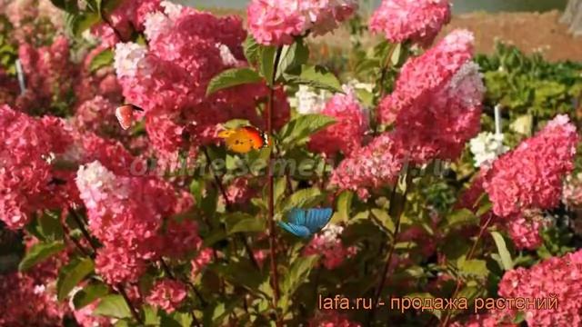 Гортензия метельчатая Фрайз Мелба ? обзор: как сажать, саженцы гортензии Фрайз Мелба смотреть онлайн