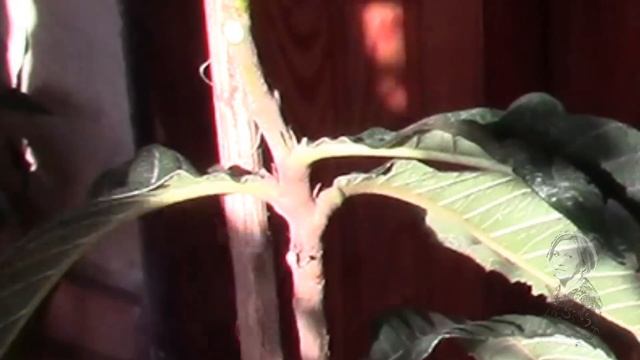 МУШМУЛА РАДУЕТ СВОИМ РАЗВИТИЕМ! смотреть онлайн