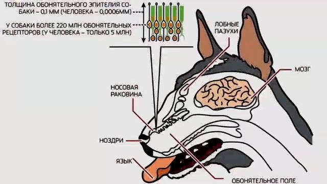 Почему у собаки нос мокрый смотреть онлайн
