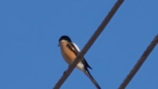 Сорокопут смотреть онлайн