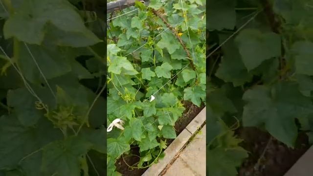 Про огуречник на 20 июня 2023 г.