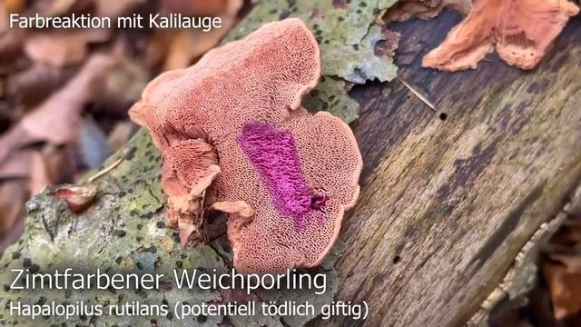 Gibt es noch Pilze? | Pilze im Oktober | 21.10.2022 | Lachsreizker, Steinpilze, Herbsttrompeten смотреть онлайн