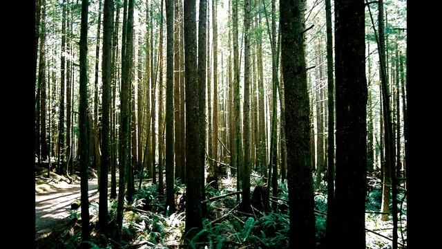 Марина Цветаева "Волк" смотреть онлайн