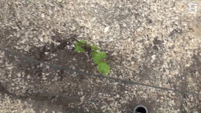 КОГДА 100% ПОСАДКА ВИНОГРАДА? ПОСАДКА ВИНОГРАДА ВЕСНОЙ САЖЕНЦАМИ? ВИНОГРАД В ТЕПЛИЦЕ смотреть онлайн