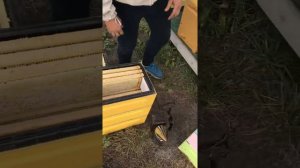 Отбор рамок 145 сотовый мёд, шести рамочный улей.