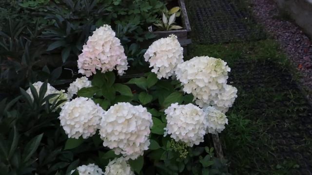 Гортензия метельчатая SUMMER SNOW смотреть онлайн