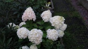 Гортензия метельчатая SUMMER SNOW