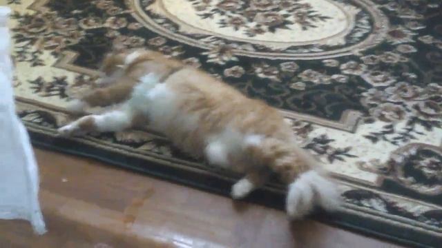 Кот очень странно ведет себя смотреть онлайн