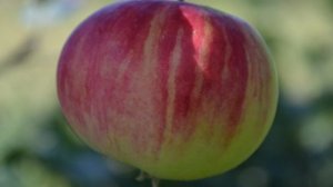 Коричное полосатое - сорт яблони