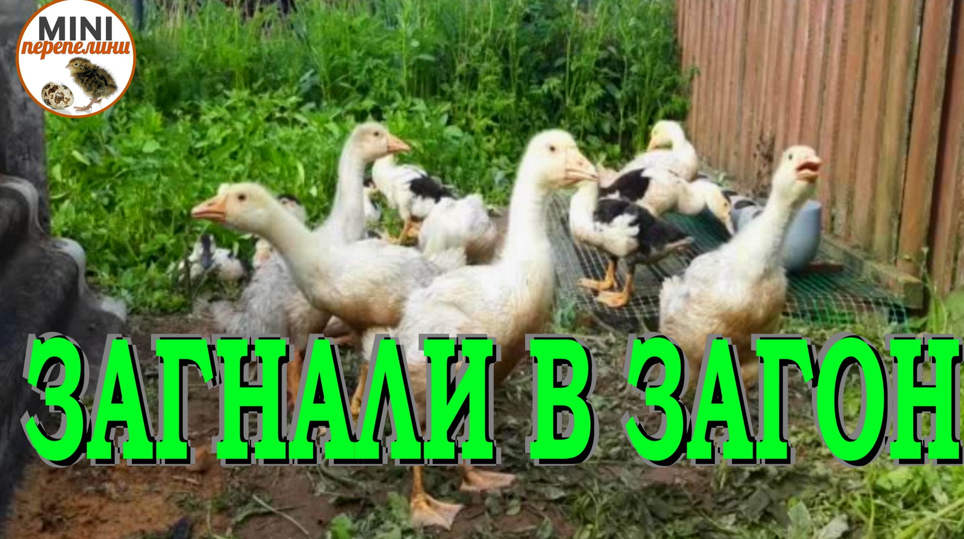 Строим загон для уток и гусей.