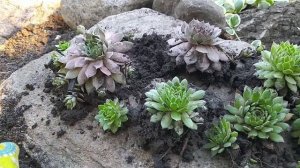 МОЛОДИЛО(каменные розы) на альпийской горке. Размножение, пересадка