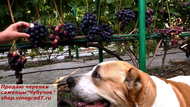 Виноград ПОСЛАННИК_ приносит нам хорошую весть о рождении новой хорошей формы с крупной ягодой. смотреть онлайн