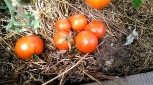 Томат Белый налив на 25 августа