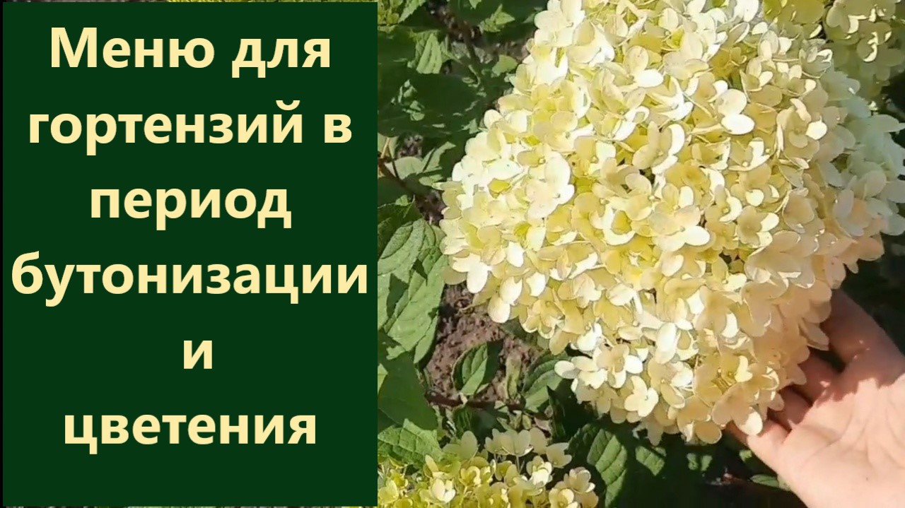 Меню для гортензий. Чем я подкармливаю гортензии в период бутонизации и цветения. смотреть онлайн