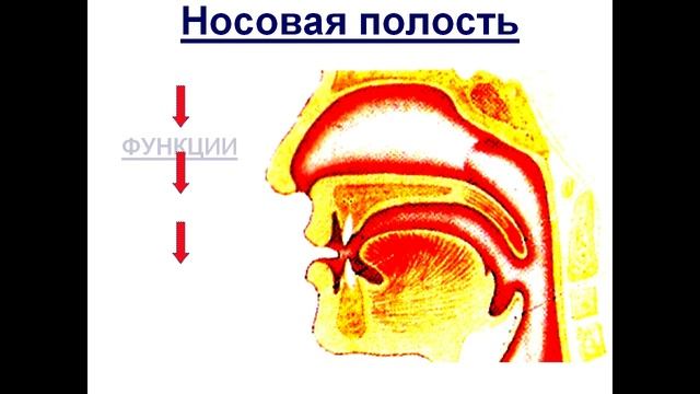 Презентация Дыхание Органы дыхательной системы Легкие смотреть онлайн