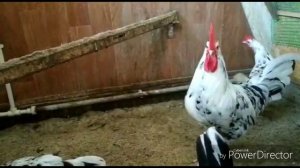 Лучшие несушки. Леггорн пятнистый далматинец