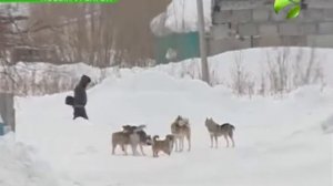 В Новом Уренгое собаки нападают на людей