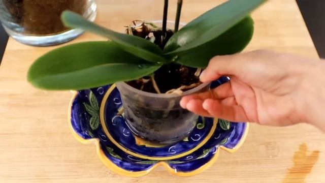 Il fertilizzante miracoloso per le orchidee a costo zero смотреть онлайн