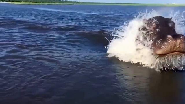 #Бегемот плывет с приличной скоростью под водой смотреть онлайн
