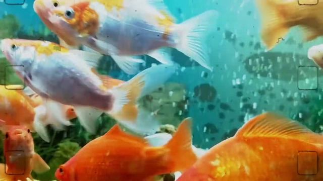 Заброшенные Сны... (Над облаками) Невероятные рыбы...