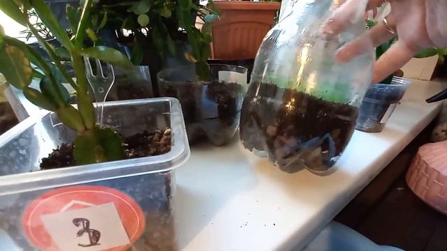 МОЙ ОПЫТ ВЫРАЩИВАНИЯ ЛЕСНЫХ КАКТУСОВ.ОШИБКИ ВЫРАЩИВАНИЯ.Пересаживаю черенок рипсалидопсиса. смотреть онлайн