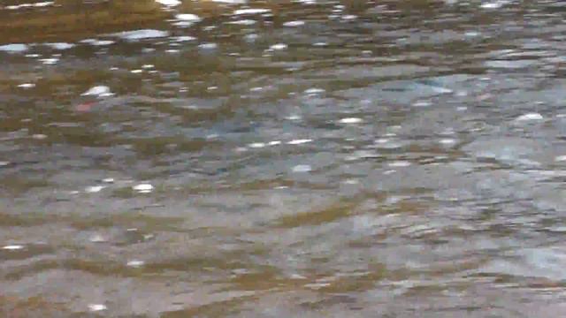 Жизненный цикл лосося(часть3) смотреть онлайн