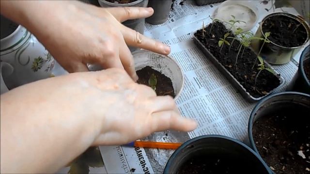 огурец весёлый молодец смотреть онлайн