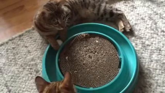 Bengal Games (circle war) смотреть онлайн