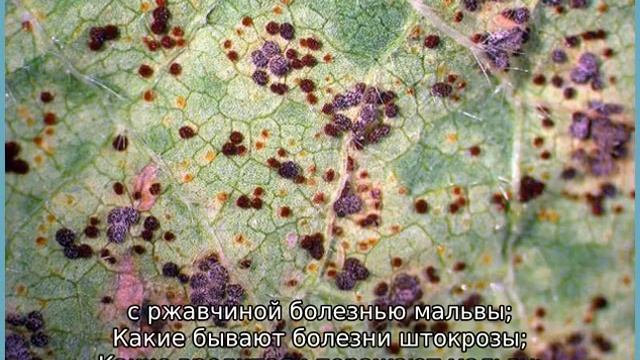 Болезни мальвы смотреть онлайн