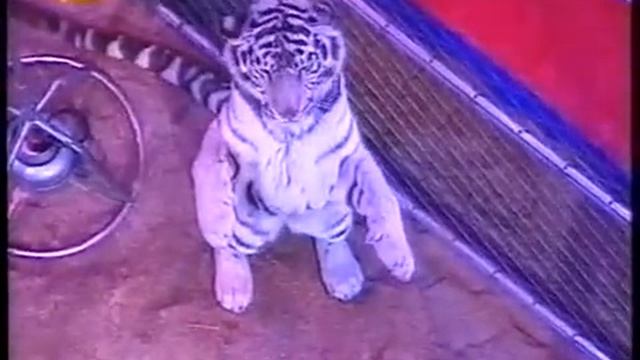 Susan Lacey - 29 Festival de Circo de Monte Carlo смотреть онлайн